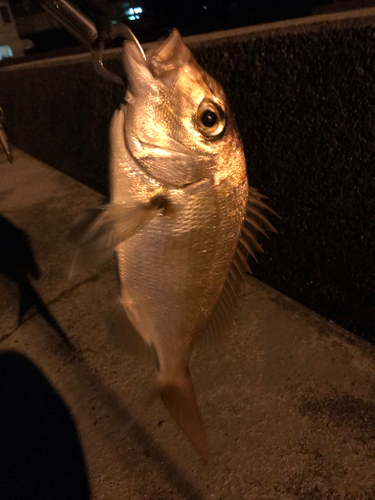 タイの釣果