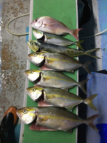 カンパチの釣果