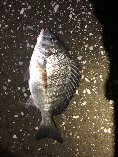 チヌの釣果