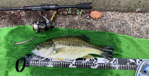 ブラックバスの釣果