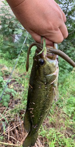 ラージマウスバスの釣果