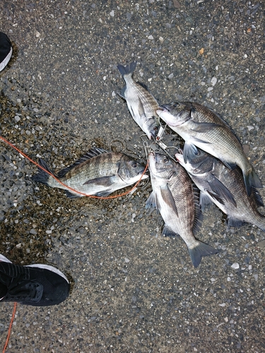 クロダイの釣果