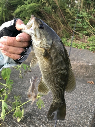 スモールマウスバスの釣果