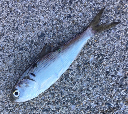 コノシロの釣果