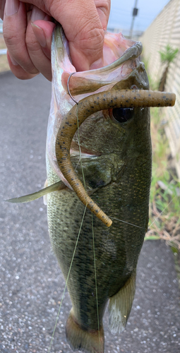 ラージマウスバスの釣果