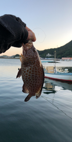 オオモンハタの釣果