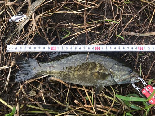 スモールマウスバスの釣果