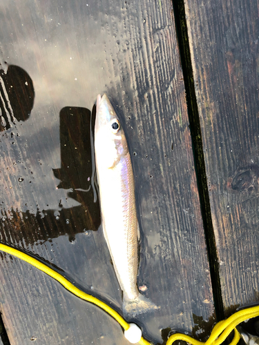 キスの釣果