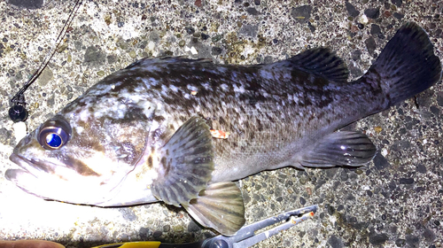 クロソイの釣果