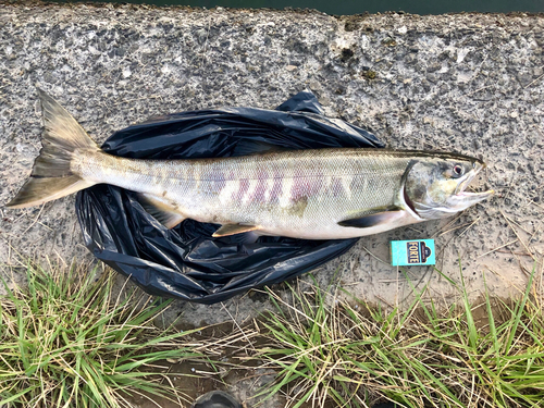 サケの釣果