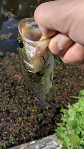 ブラックバスの釣果