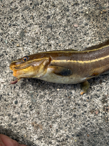 ゴンズイの釣果