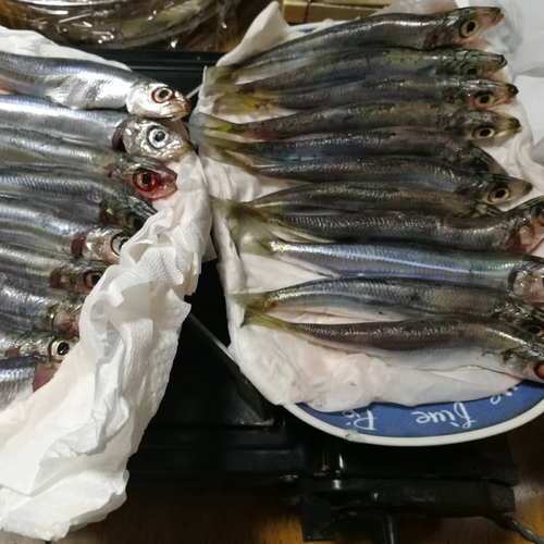 マイワシの釣果