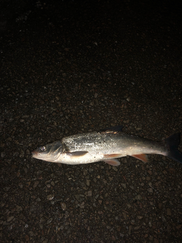 マルタウグイの釣果