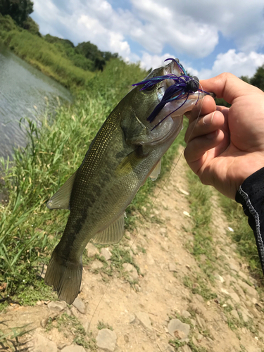 ブラックバスの釣果