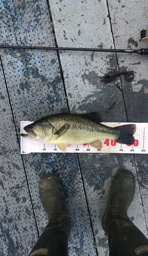 ブラックバスの釣果