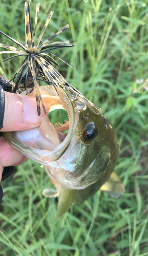 ラージマウスバスの釣果