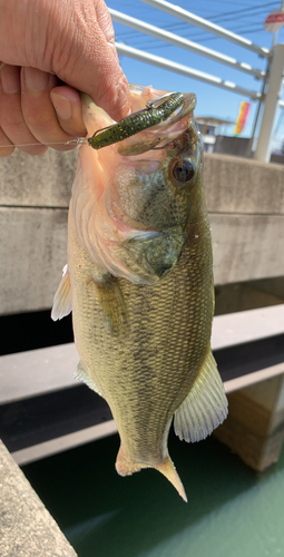 ラージマウスバスの釣果