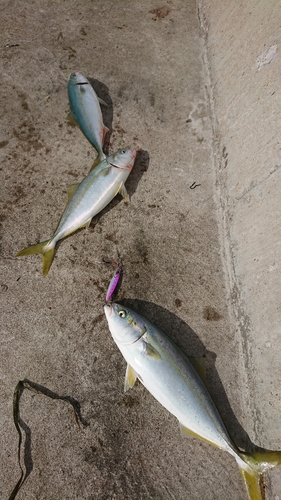 イナダの釣果