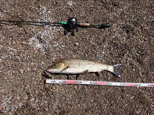 ニゴイの釣果