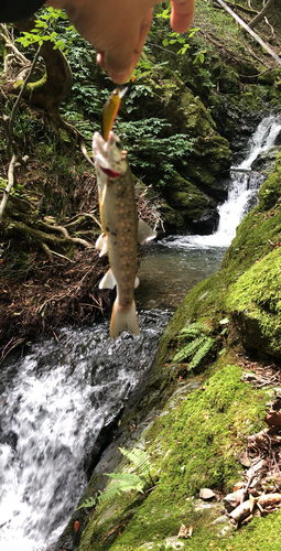 イワナの釣果