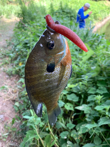 ブルーギルの釣果