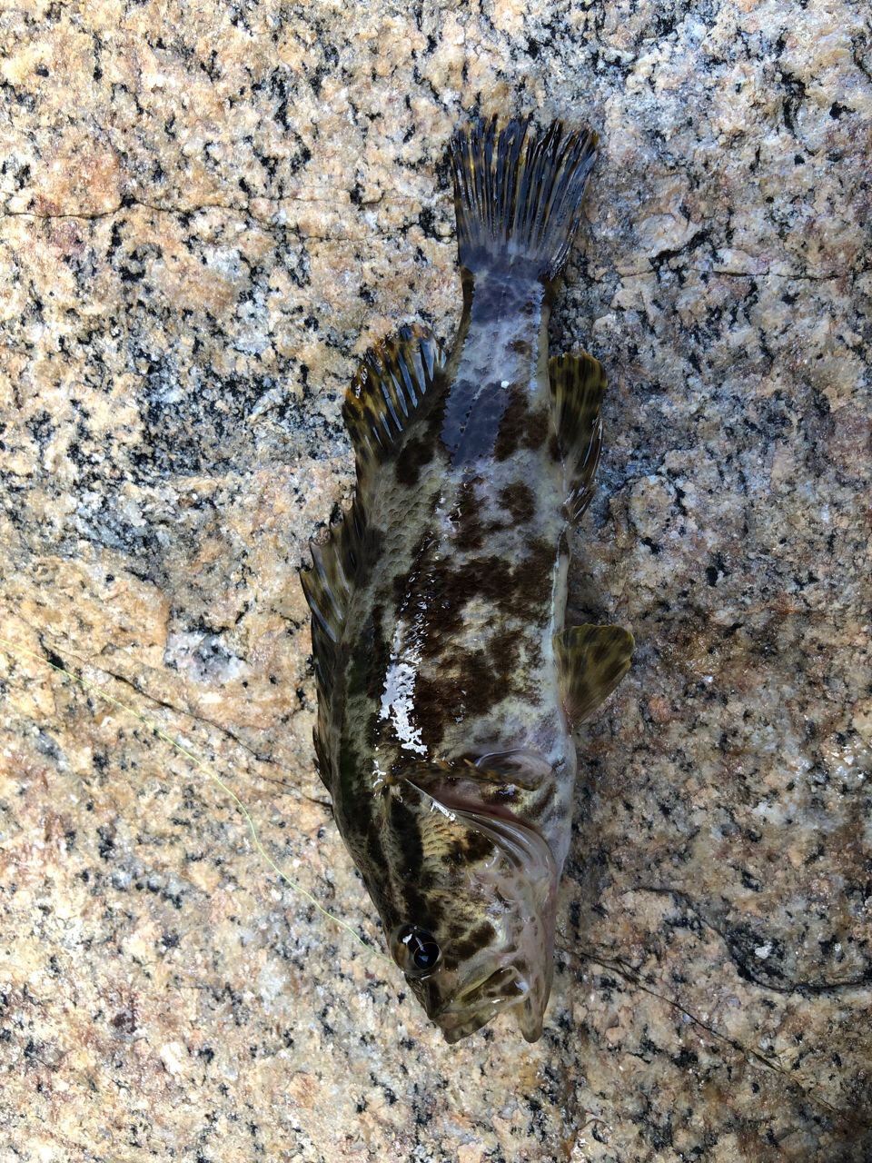 タケノコメバル