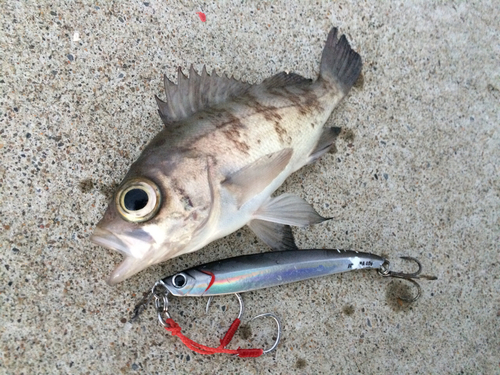 メバルの釣果