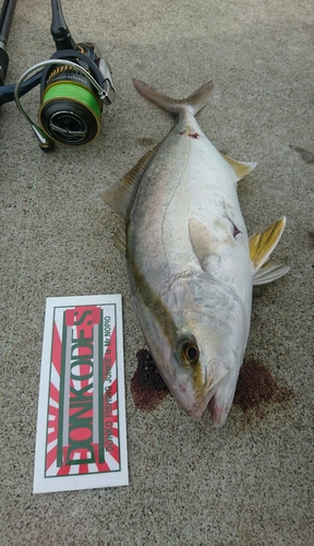 ショゴの釣果