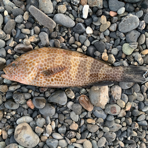 オオモンハタの釣果