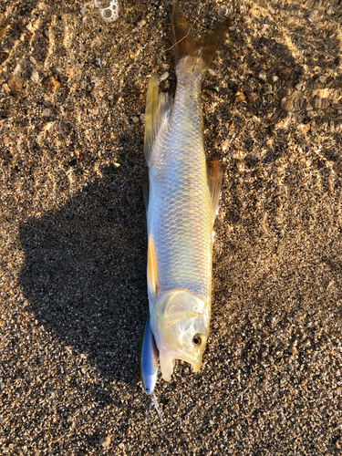 ハスの釣果