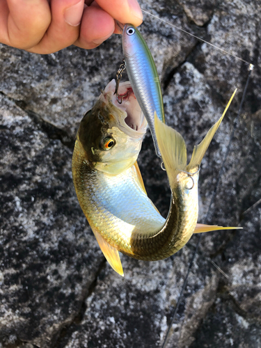 ハスの釣果