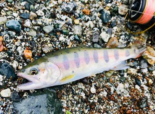 ヤマメの釣果