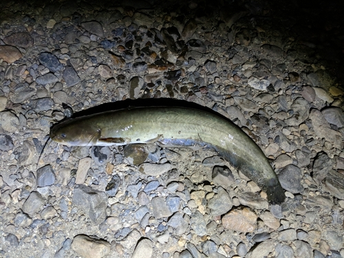 ナマズの釣果