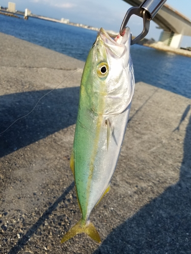 ワカシの釣果