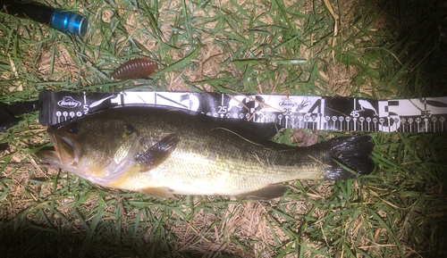 ブラックバスの釣果