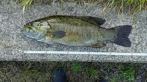 スモールマウスバスの釣果