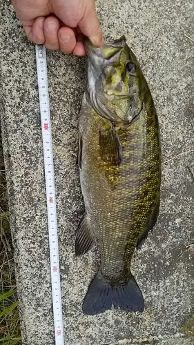 スモールマウスバスの釣果