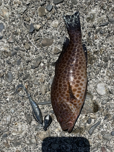 オオモンハタの釣果