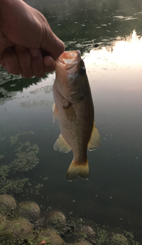 ラージマウスバスの釣果