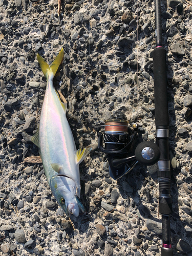 ワカシの釣果