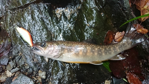 イワナの釣果