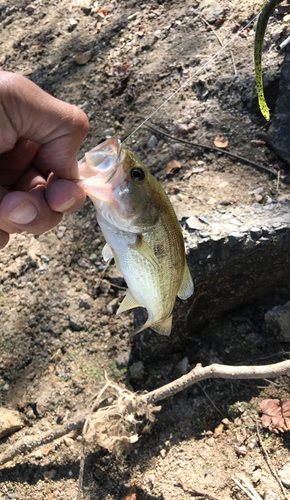 ラージマウスバスの釣果