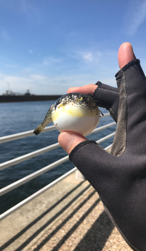 クサフグの釣果