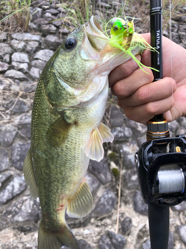 ブラックバスの釣果