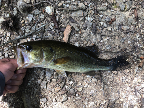 ラージマウスバスの釣果