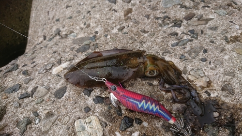 アオリイカの釣果