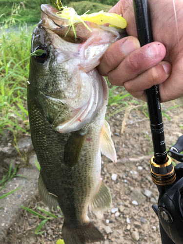 ブラックバスの釣果