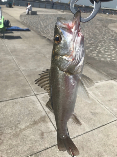 セイゴ（マルスズキ）の釣果