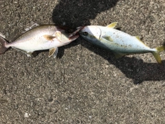 ショゴの釣果